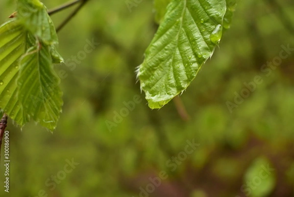 Obraz Beech leaves after the rain