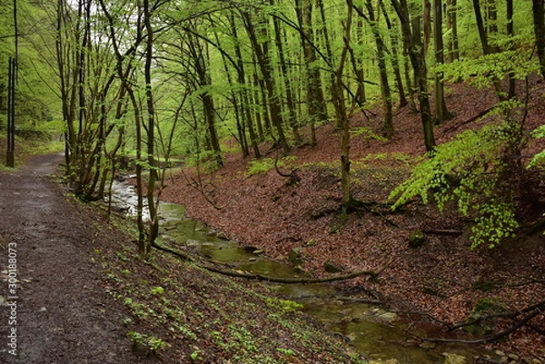 Obraz Walking along a stream in the forest