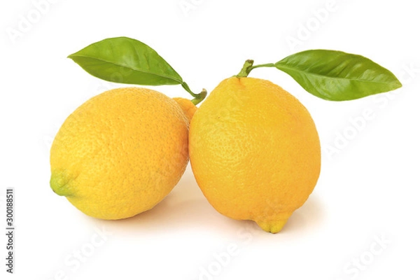 Fototapeta Two lemons with leaves isolated on white