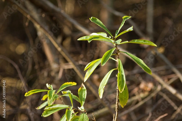 Obraz Daphne Mezereum