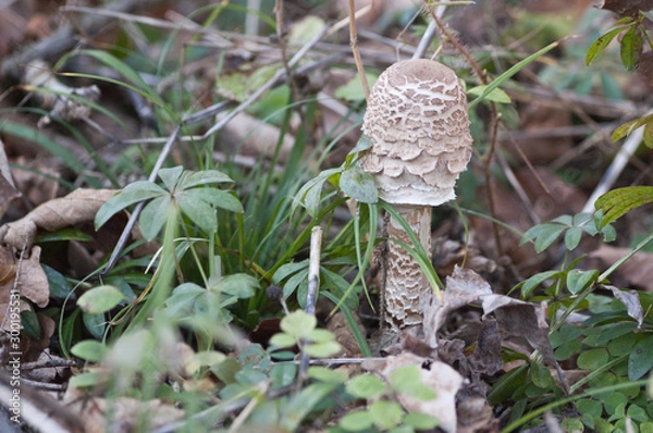 Obraz Parasol mushroom