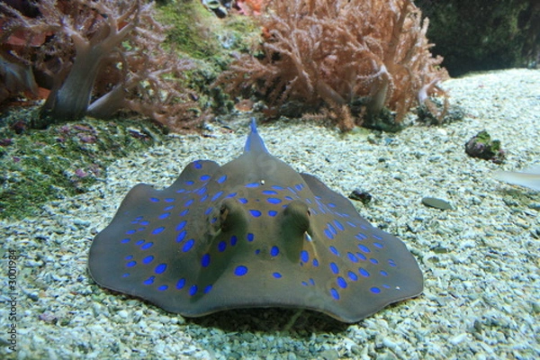 Fototapeta raie pastenague à points bleus