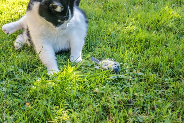 Obraz Katze mit totem Vogel