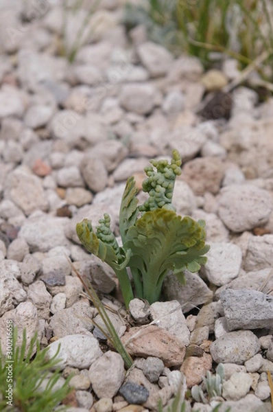 Obraz Pumice  Moonwort, 