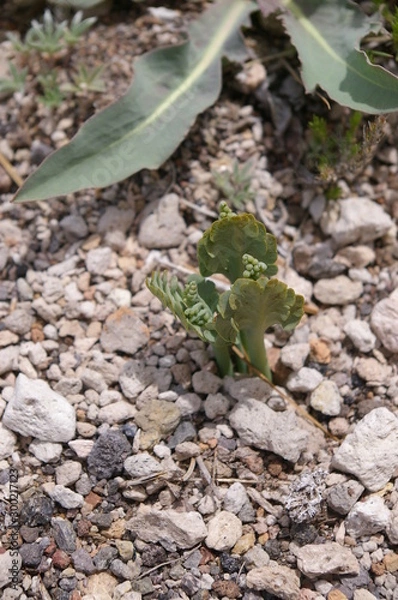 Obraz Pumice  Moonwort, 