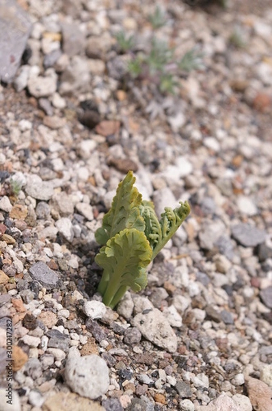 Obraz Pumice  Moonwort, 