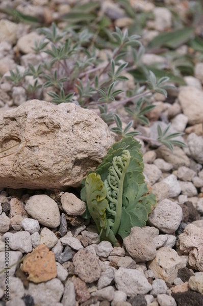 Obraz Pumice  Moonwort, 