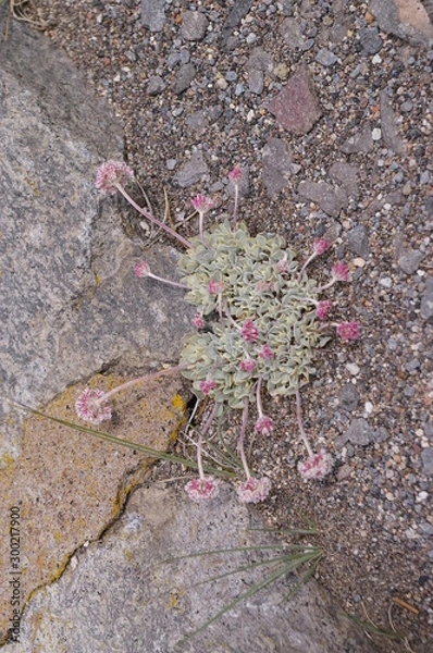 Obraz Mountain Buckwheat