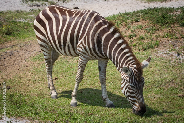 Obraz Zebra