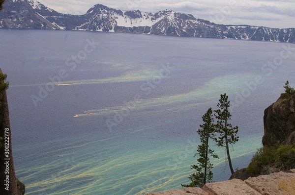 Obraz Tree Pollen Wifi Signal