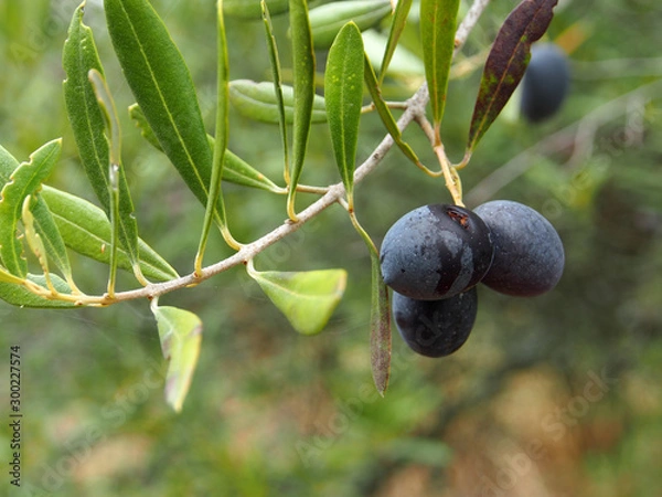 Fototapeta Schwarze Oliven am Baum