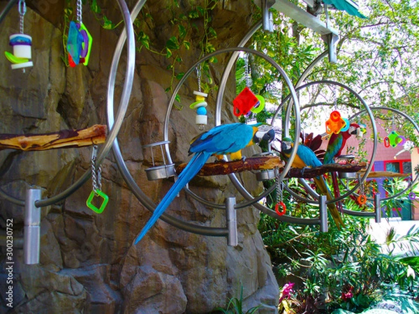 Obraz Parrots at Play