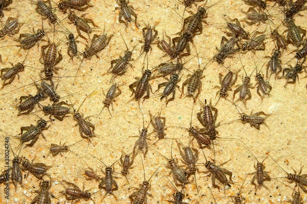 Obraz Crickets in farm