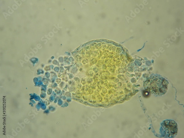 Obraz ユーロチウム