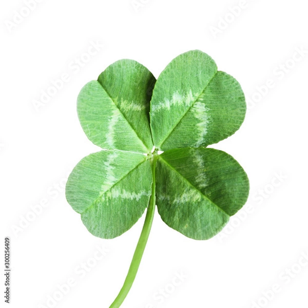 Obraz Four leaf Clover