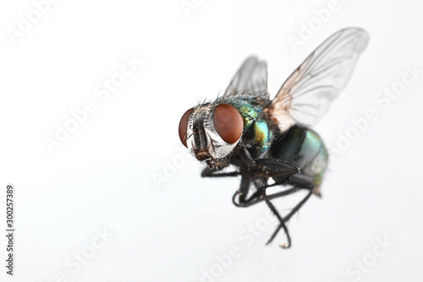 Obraz Fly