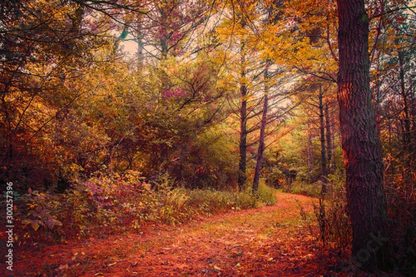 Obraz autumn in the forest