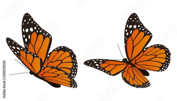 Obraz Ilustracja wektorowa motyl monarcha