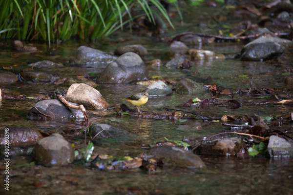 Obraz キセキレイ