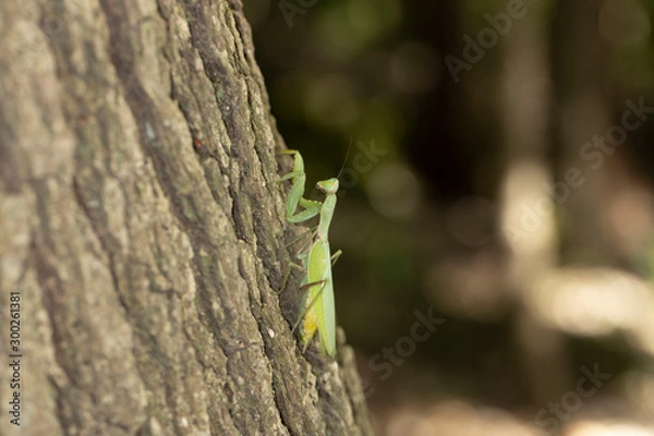 Obraz ハラビロカマキリ