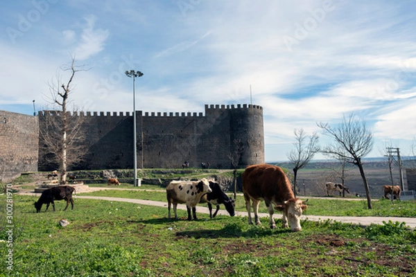 Obraz cows in a historical castle and place
