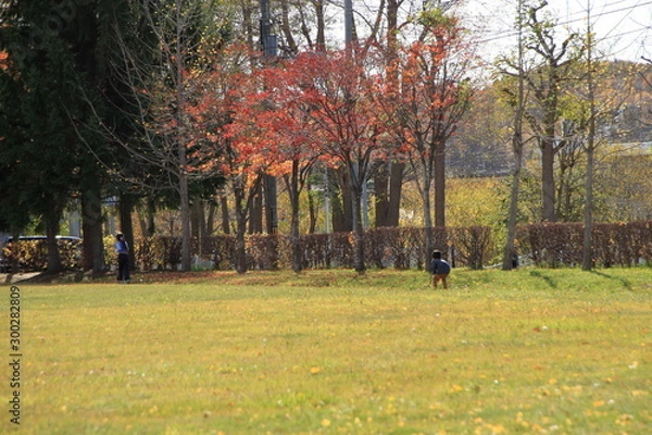 Fototapeta 晩秋の札幌の公園の風景