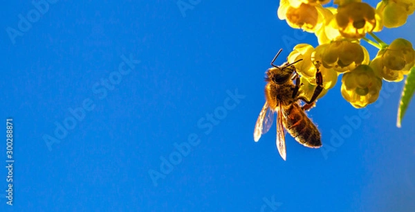 Fototapeta Honey bee collecting the nectar from yellow flowers barberry in the garden on background of blue sky. Nature in spring. 