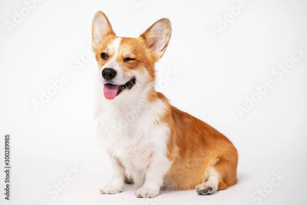 Obraz zabawny pies (szczeniak) rasy welsh corgi pembroke siedzieć i mrugać na białym tle. nie izolować