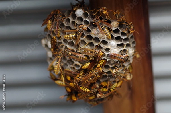 Obraz 蜂の巣