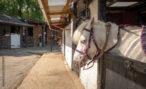 Fototapeta horse standing in a stable on a sunny day