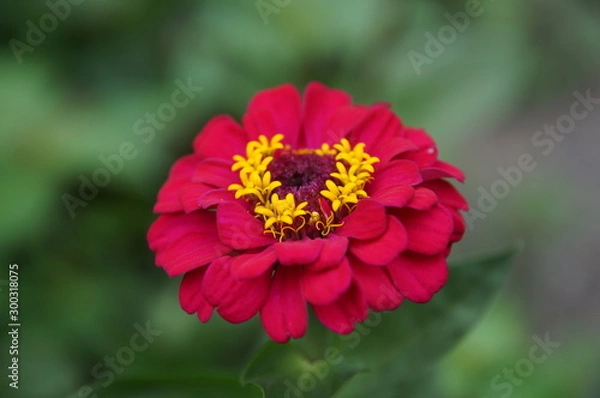 Obraz Bright Zinnia Macro, on a green background