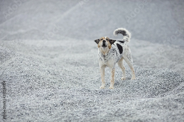 Obraz Mongrel dog is standing on a pile of breakstone in the gray uniform background.