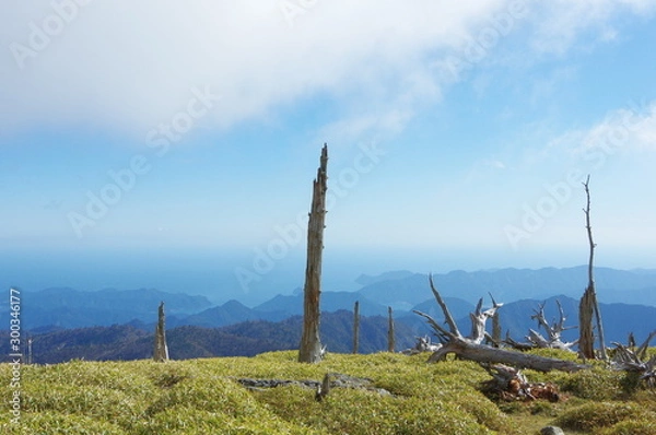 Fototapeta 枯れ木と山々