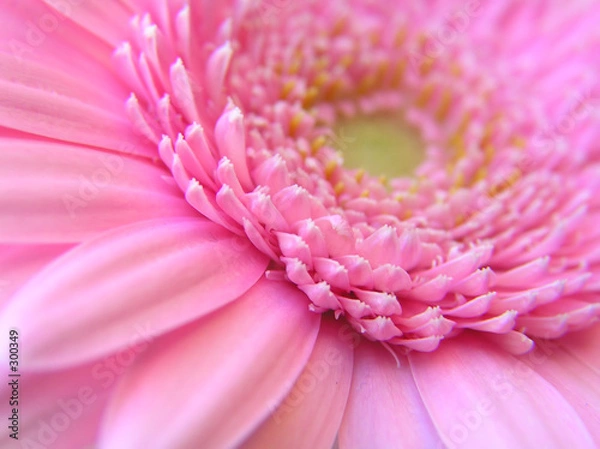 Obraz pink gerbera