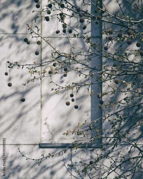 Obraz Stone and Tree Detail