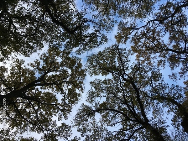 Obraz Tree Canopy Overhead