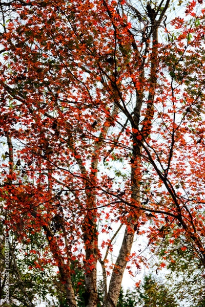 Fototapeta 紅葉　木　枝