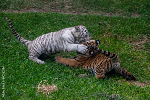 Obraz tiger cub playing in the jungle