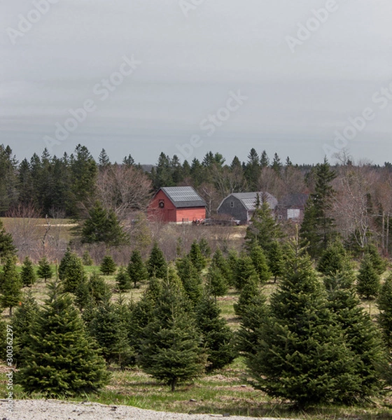 Obraz Christmas tree farm