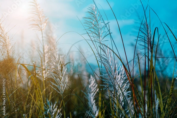 Fototapeta The beautiful grass flowers are swaying in the meadow in sunset time.