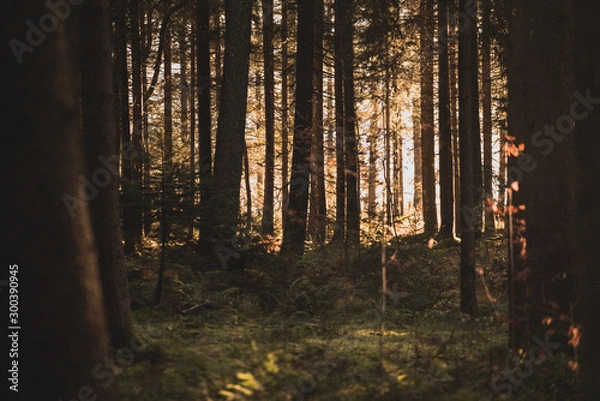 Obraz sunbeams between the tree trunks