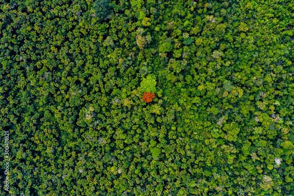 Obraz amazon forest river iquitos peru