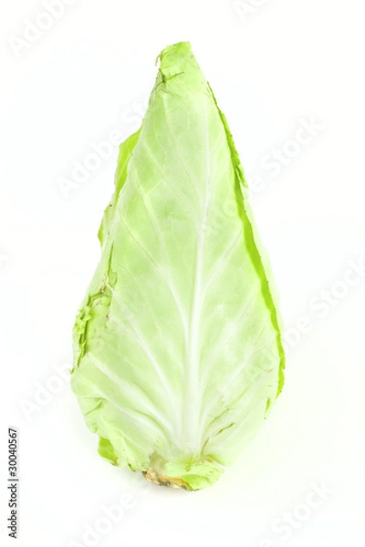 Obraz Conical cabbage..cabbage.. cabbage