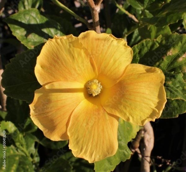 Obraz Shining bright