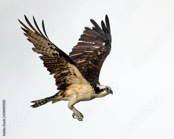 Fototapeta Osprey flying with a white background
