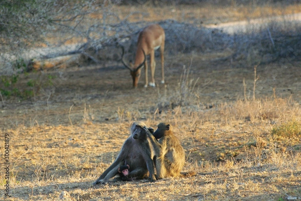 Obraz Scimmie africane