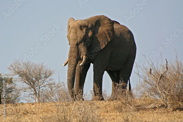 Obraz Elefanti africani