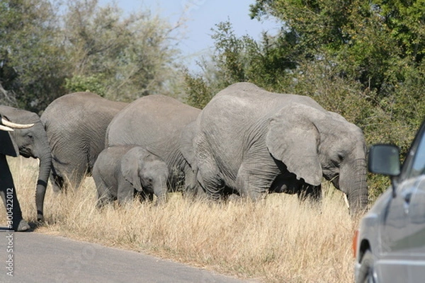 Obraz Elefanti africani