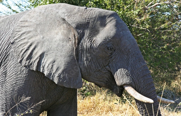 Obraz Elefanti africani