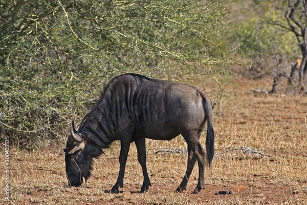 Obraz Gnu africano